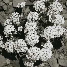 Гутчинзия альпийская Crystal Carpet