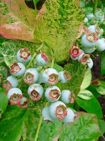 Голубика высокорослая Flamingo