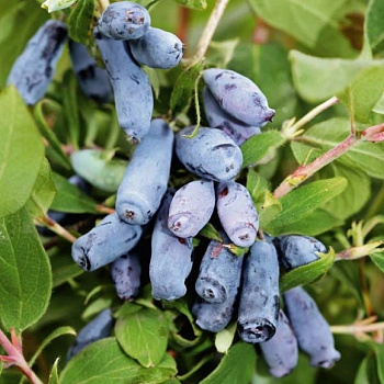 Жимолость съедобная Волшебница