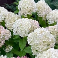 Гортензия метельчатая Living Summer Snow