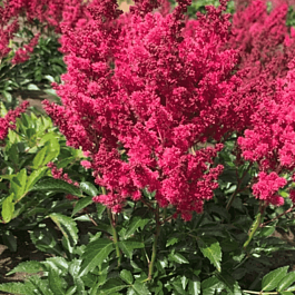 Астильба Арендса Lucky Day