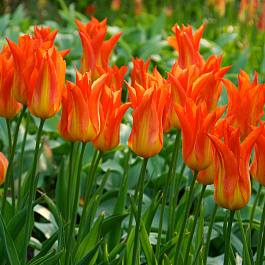 Тюльпан лилиецветный Лилифайр Тюльпан лилиецветный Лилифайр