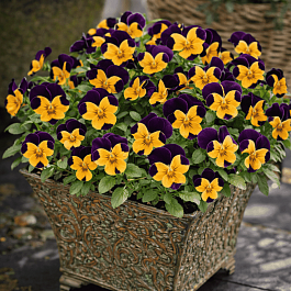 Виола рогатая Admire Orange Purple Wing