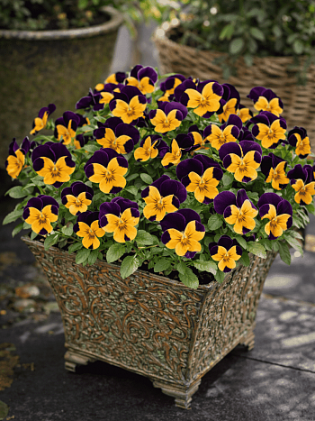 Виола рогатая Admire Orange Purple Wing