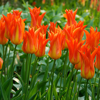 Тюльпан лилиецветный Лилифайр