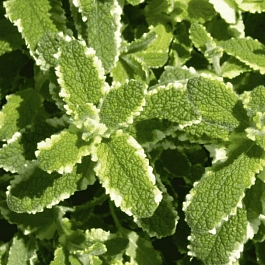 Мята Душистая Pinedo