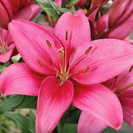 Лилия азиатская Далила НАБОР 2ШТ(2+2)