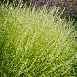 Молиния тростниковая Bergfreund