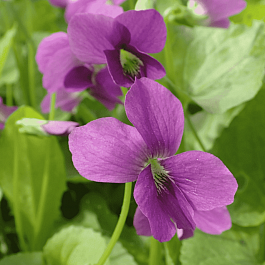 Виола сестринская Red Cloud