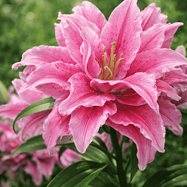 Лилия Roselily Patricia