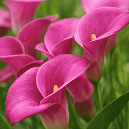 Калла Pink Puppy