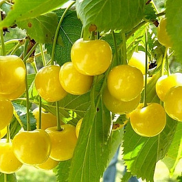 Черешня Рондо Черешня Рондо