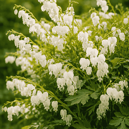 Дицентра великолепная Alba