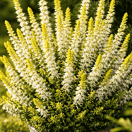 Вереск обыкновенный Sarah