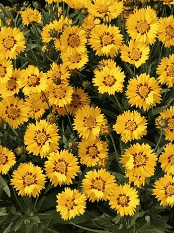 Кореопсис ланцетовидный Sunfire