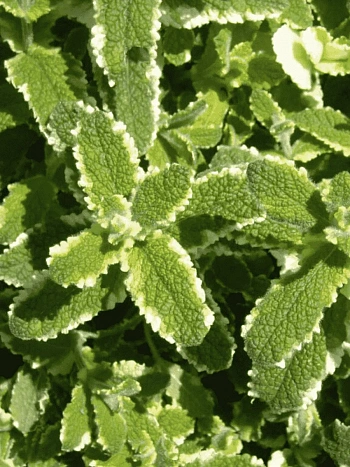 Мята Душистая Pinedo