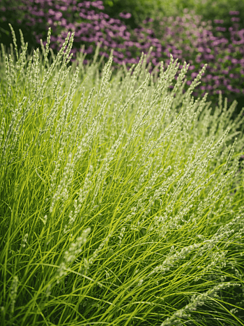 Молиния тростниковая Bergfreund