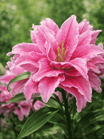 Лилия Roselily Patricia