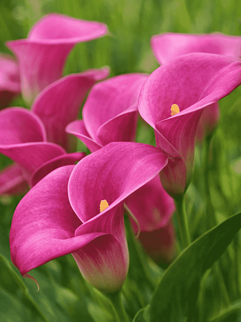 Калла Pink Puppy