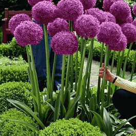 Лук декоративный Globemaster