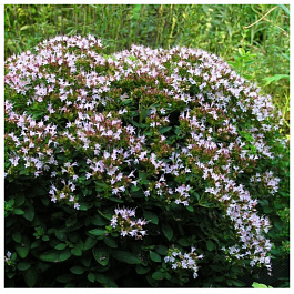 Душица обыкновенная Диаболо