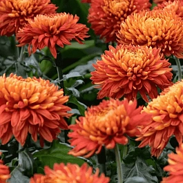 Хризантема  Pamela Bronze