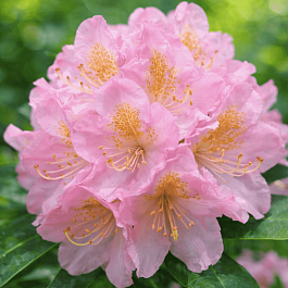 Рододендрон гибридный Scintillation