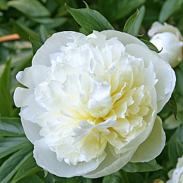 Пион травянистый Дюшес де Немур