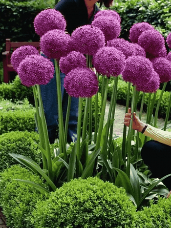 Лук декоративный Globemaster