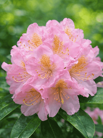 Рододендрон гибридный Scintillation