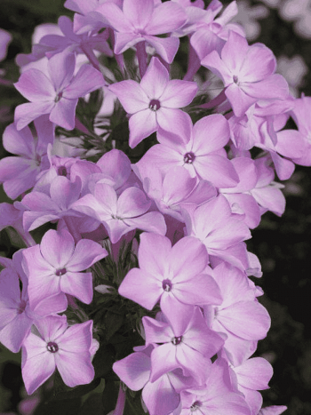 Флокс метельчатый Всемил