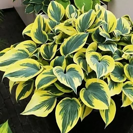 Хоста Ben Vernooij