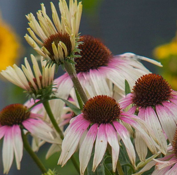 Эхинацея пурпурная Фонтейн Пинк Ай