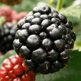 Ежевика садовая Гималаи