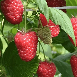 Малина ремонтантная Маравилла