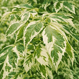 Клен ясенелистный Variegatum