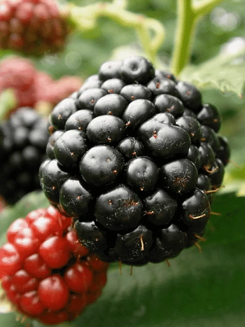 Ежевика садовая Гималаи