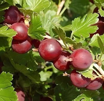 Крыжовник Финский красный