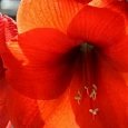 Амариллис Park Orange