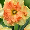 Нарцисс Vanilla Peach