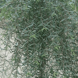 Ива пурпурная Pendula