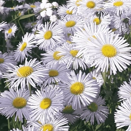 Мелколепестник сложный