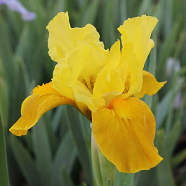 Ирис карликовый Глимин Голд
