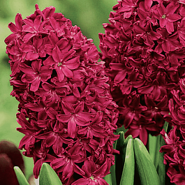 Гиацинт Woodstock