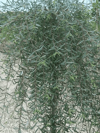 Ива пурпурная Pendula