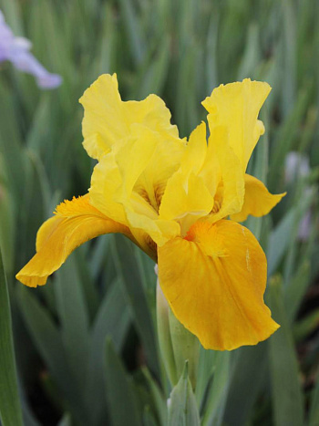 Ирис карликовый Глимин Голд