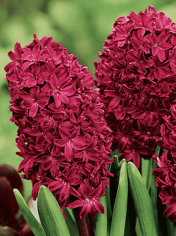 Гиацинт Woodstock