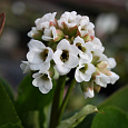 Бадан (Слоновьи уши) гибридный Bressingham White