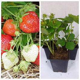 Земляника садовая Порландо НАБОР 3ШТ