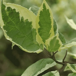 Дерен белый Cream Cracker